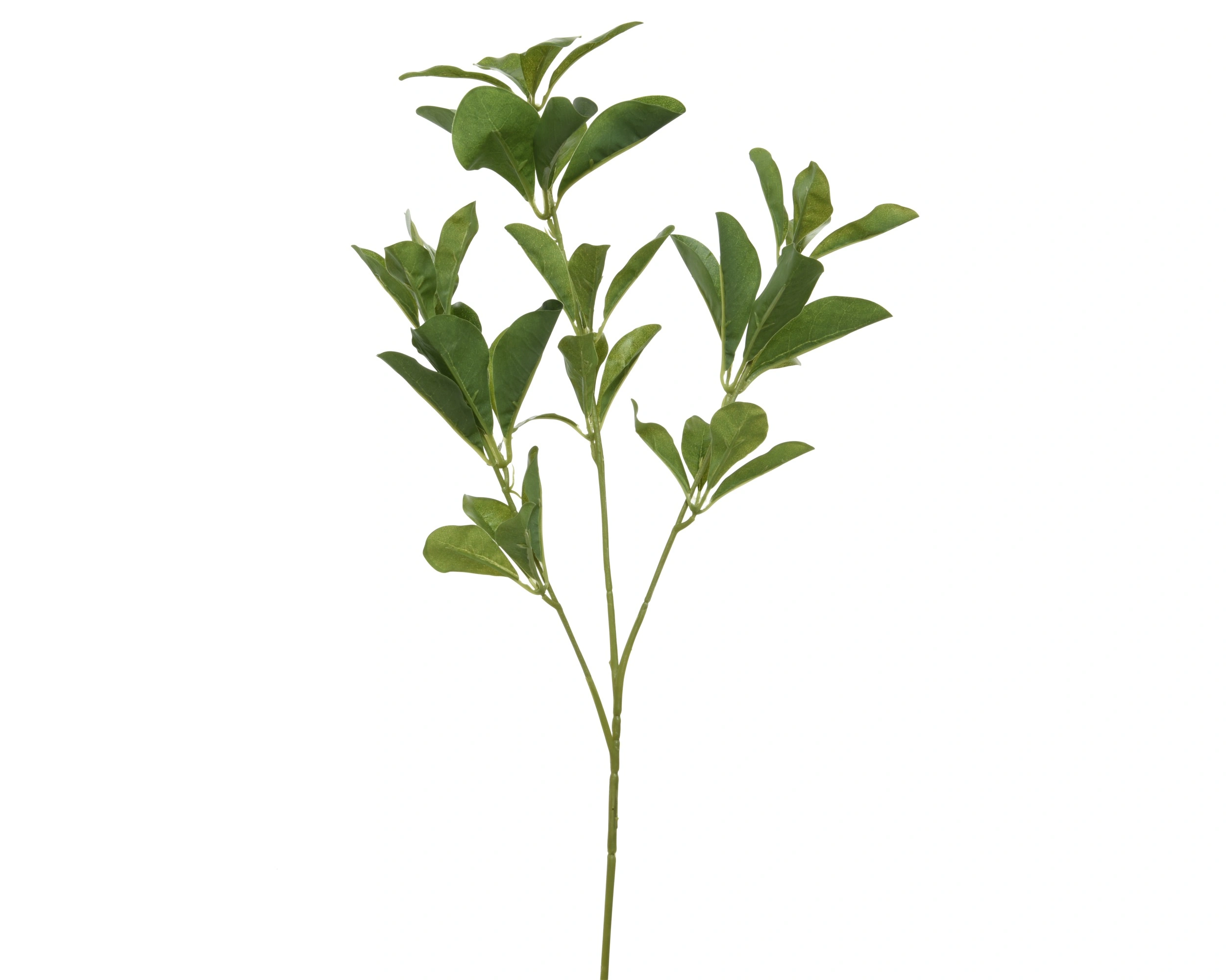 ΚΛΑΔΙ ΠΡΑΣΙΝΑΔΑΣ 33ΕΚ. - Image 6